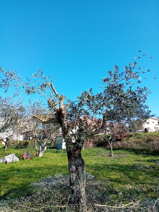 Limpezas de terrenos e podas de árvores