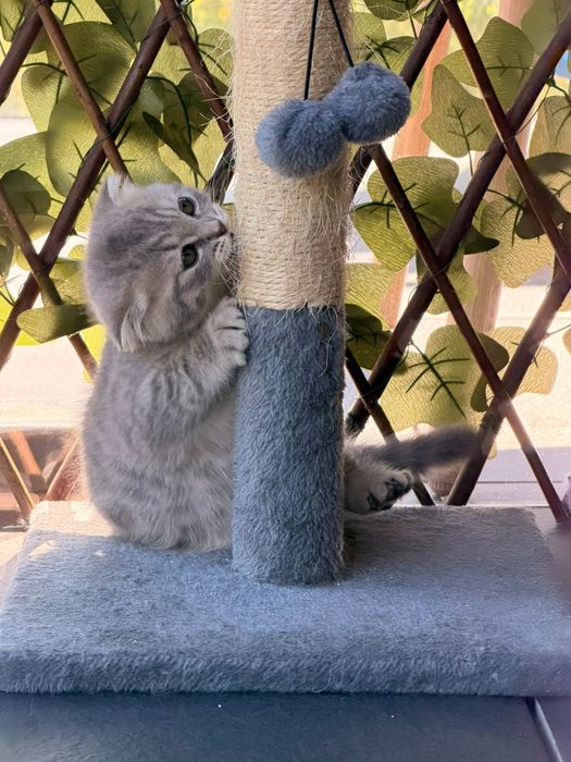 Gatinha Scottish Fold Silver Tabby com branco