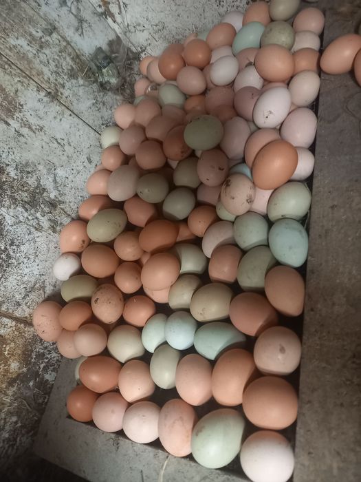 Ovos caseiros de galinhas soltas