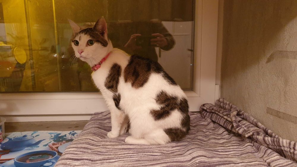 Koty szukają nowego domu