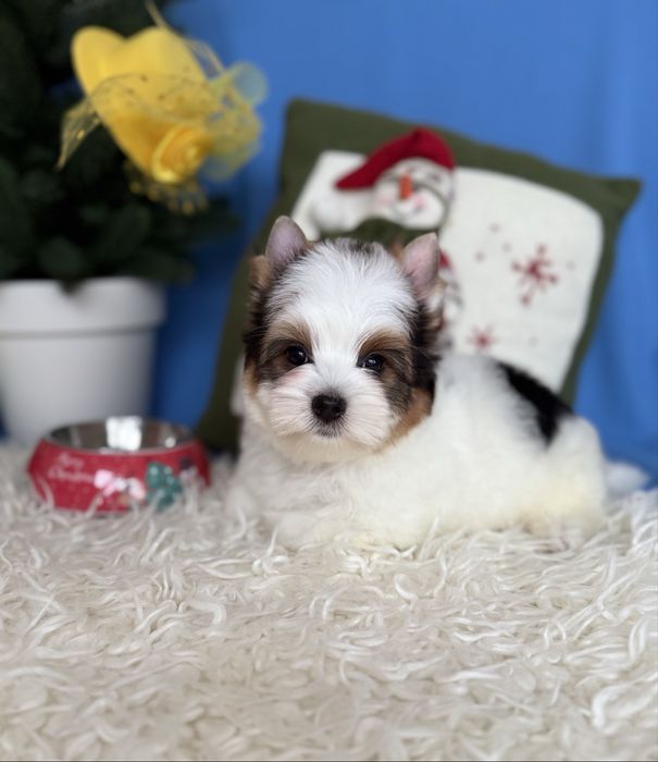 Бівер тер’єр хлопчик