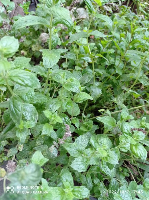 Садовое растение  мята, земляника
