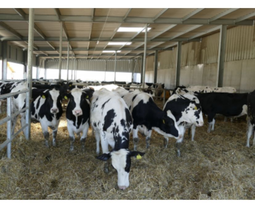 Jalowki wysokocielne 32szt hodowlane