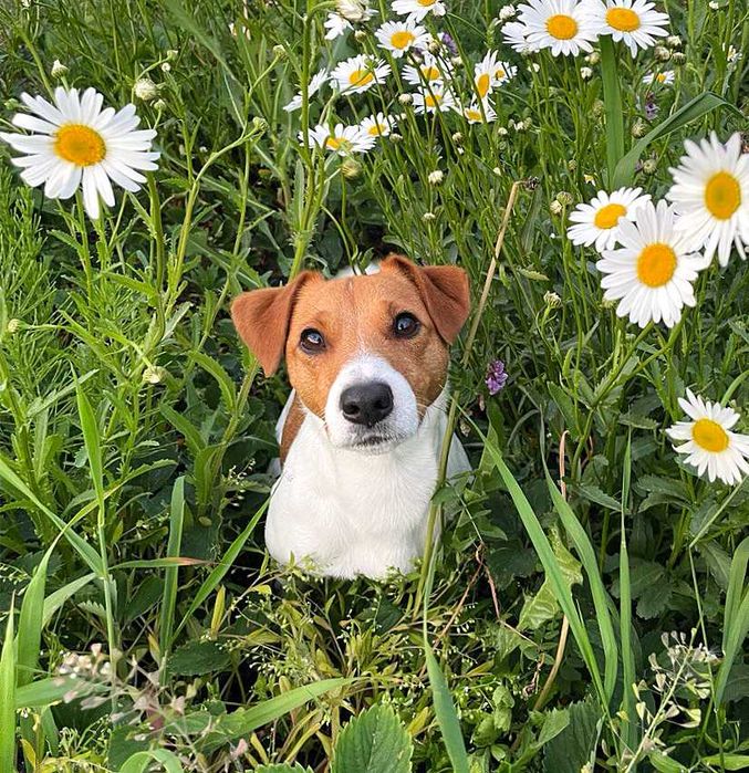 Джек Рассел Тер'єр. Кобель для в'язки (спарювання), безкоштовно.
