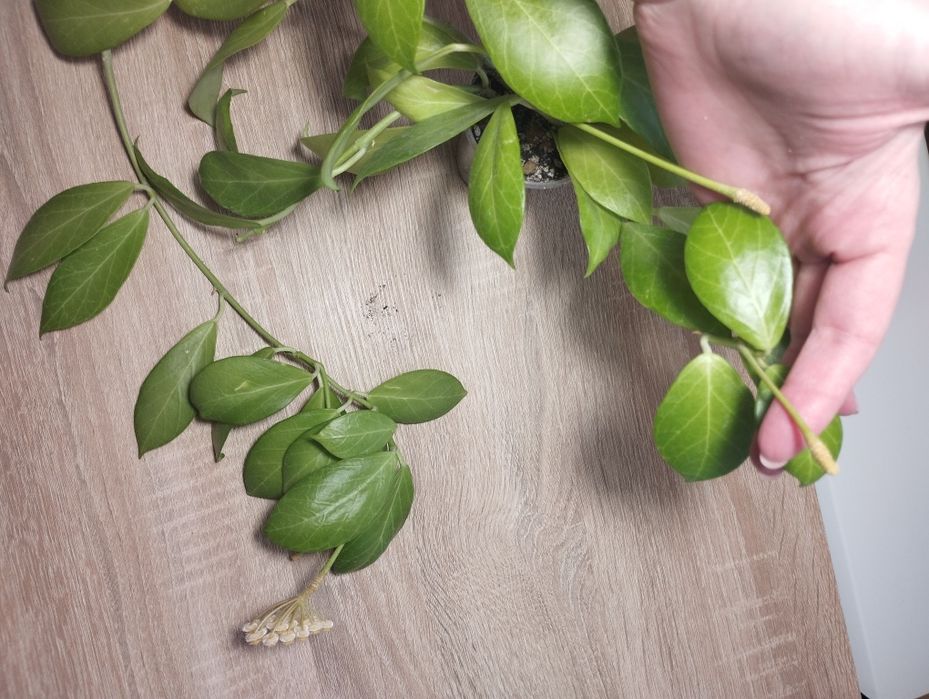 Продам сукулент Hoya obscura