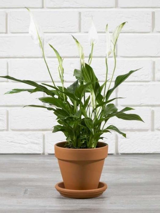Kwietnik Doniczka Donica z Gliny Wypalana średnica 16cm Nr00295