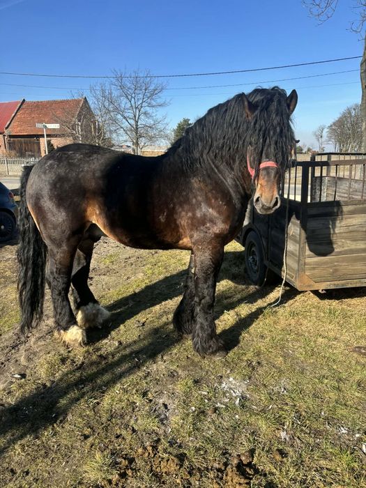 Ogier zimnokrwisty z licencją