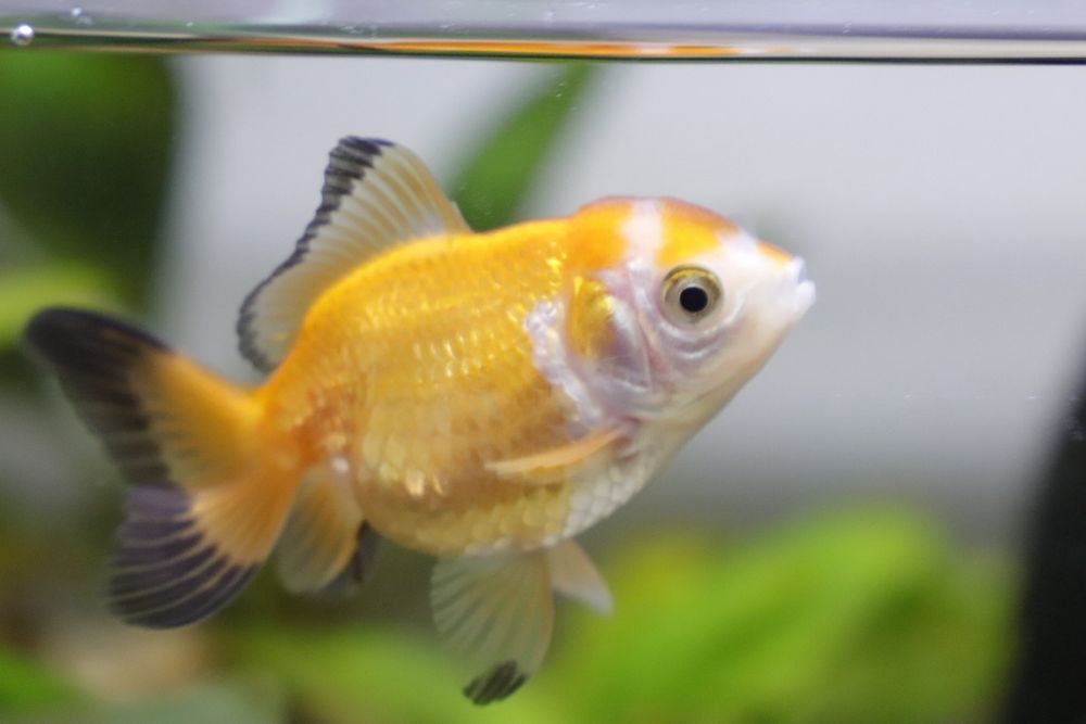 Peixe dourado procura dono