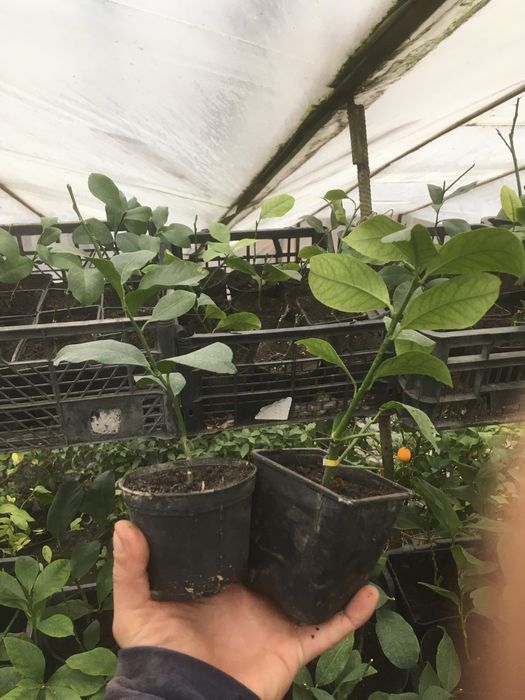 Щеплені мандарини, кумквати. Черенковані лимони