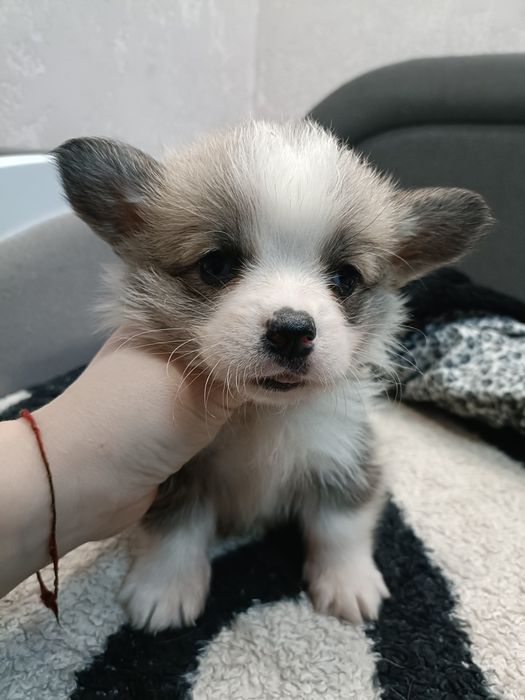 Милі цуценята коргі під Новий рік і Різдво.