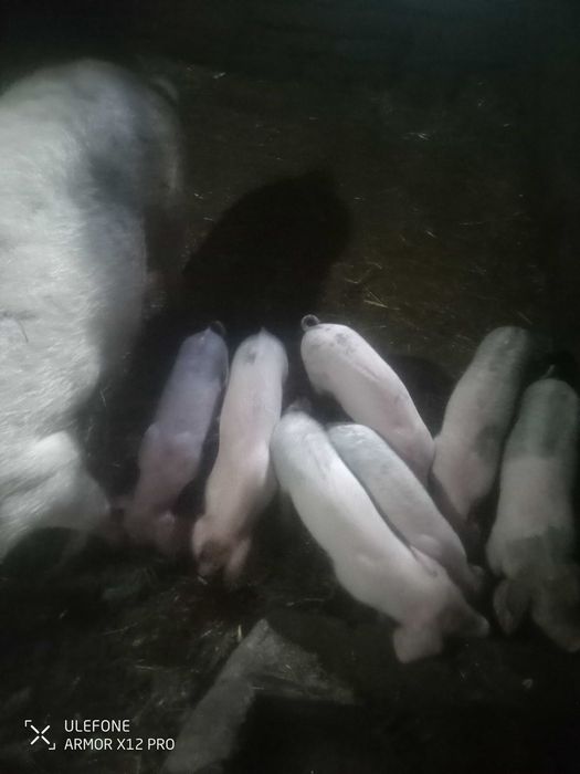 Vendo leitões bisaros