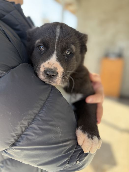 Цуценята алабя, середньоазіатська вівчарка