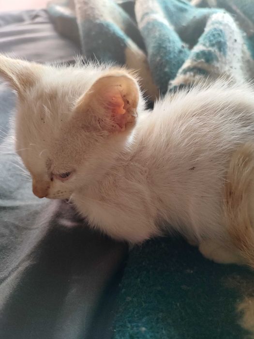 Gatinhos bebé para doar