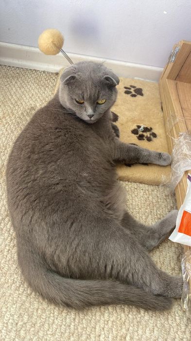 Перетримка тварин  Київ цілодобово зооотель передержка