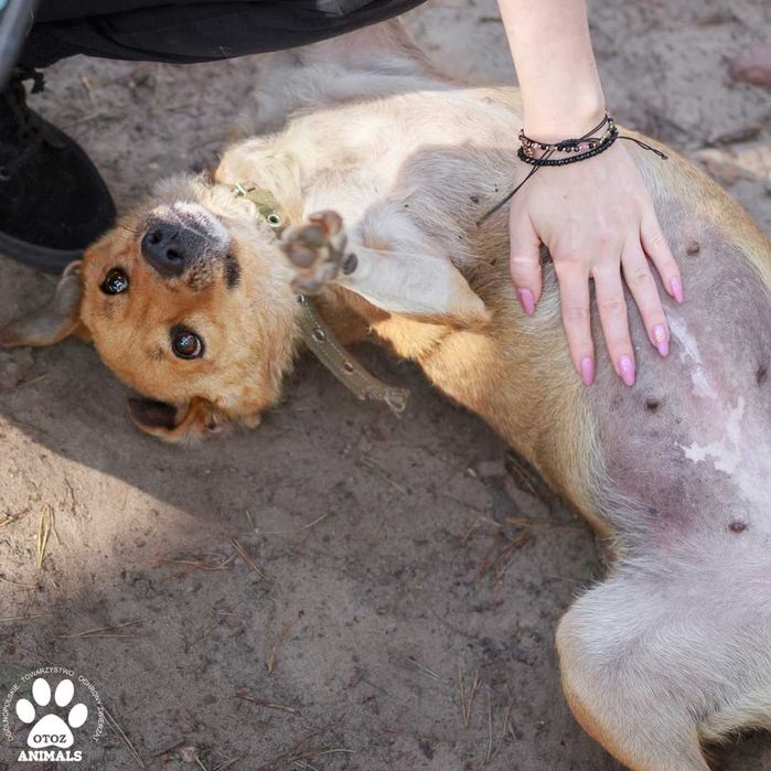 Urocza, mała Landrynka do adopcji!