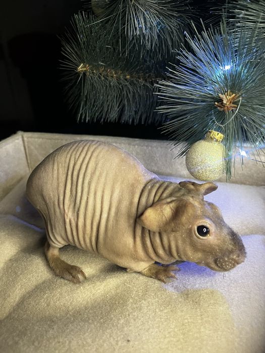 Морская свинка (скинни)