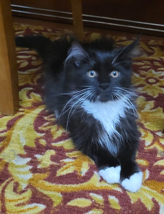 Котята Мейн-кун, питомник