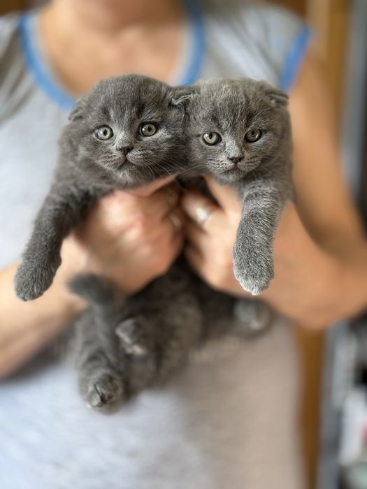 Шотландские котята