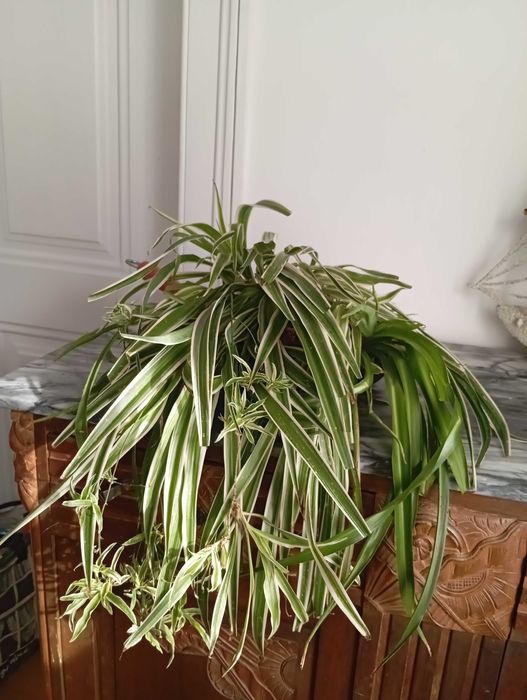 Chlorophytum ou Planta Aranha