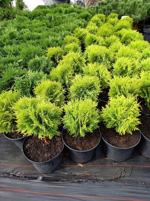 Tuja szmaragd 90-105cm. PRODUCENT w donicy 3 l Dowóz