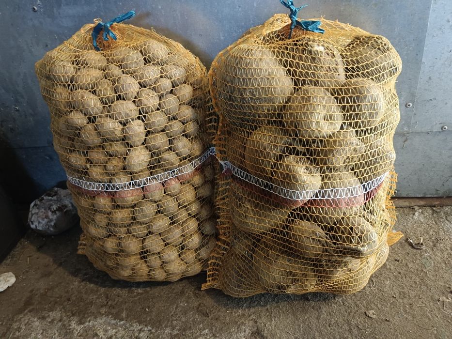 Ziemniaki i buraki paszowe