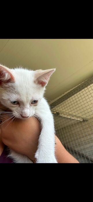 Gatinhas para adocao
