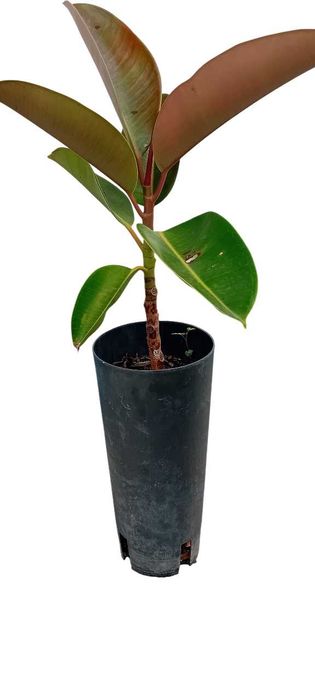 A'rvore borracheira Ficus Ela'stica