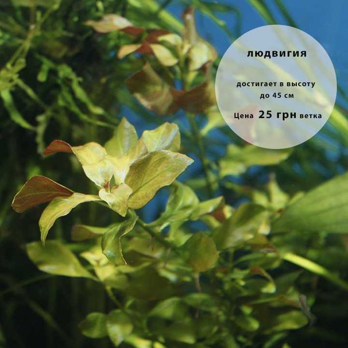 Аквариумные растения по доступным ценам