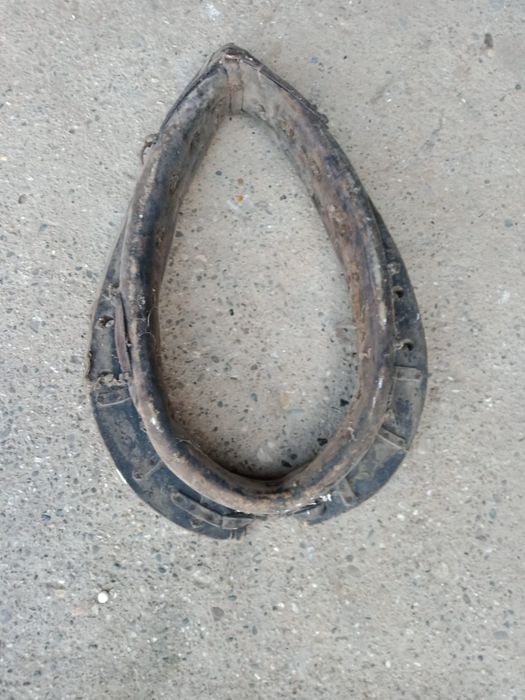 Homonto na konia