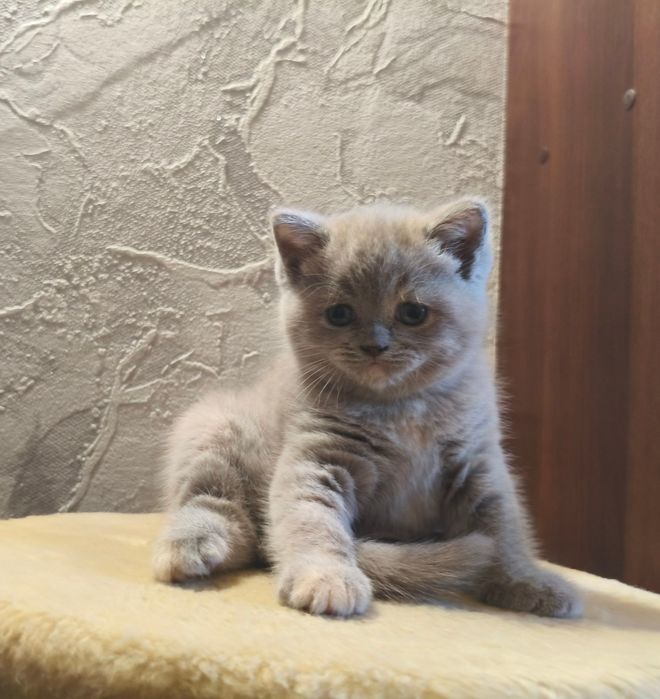 Продам британських котят
