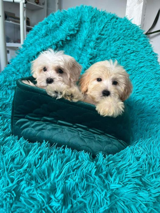 Cudowny chlopczyk  Maltipoo  Maltańczyk x Pudel Toy