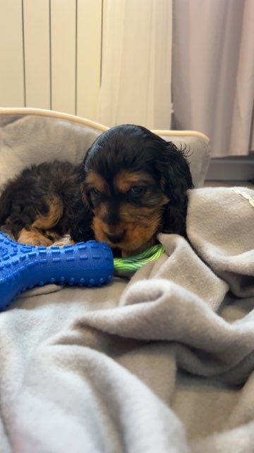 Cocker spaniel angielski