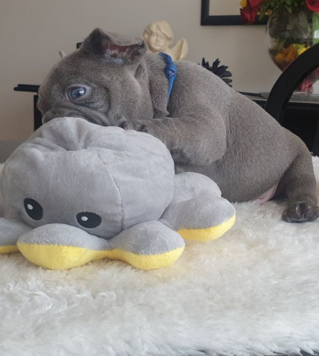Bulldog Francês Lilac exelente genética