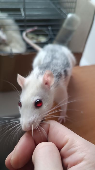 Декоративні Пацюки (щурики)