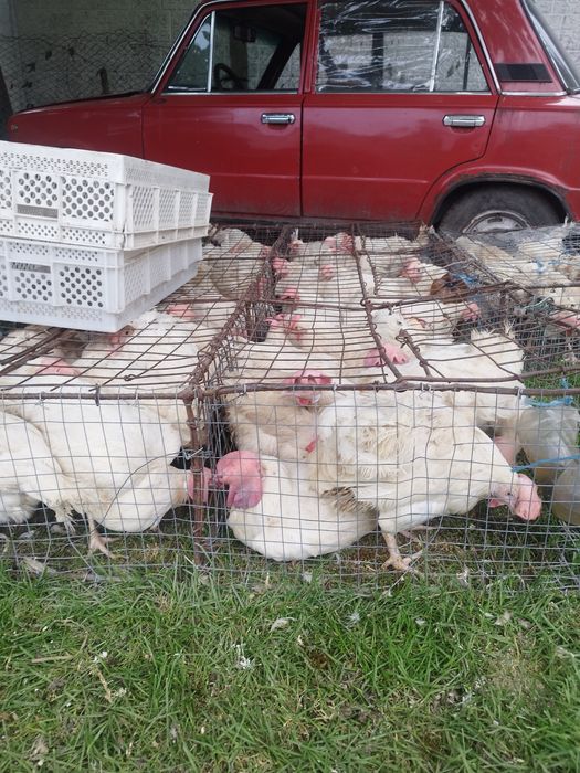 Курі несушка ломан