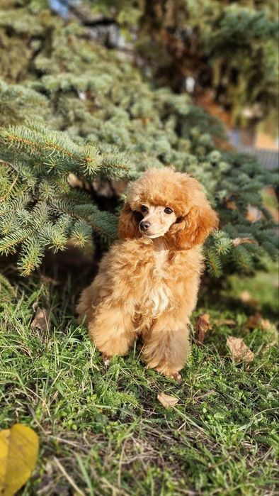 Той пудель мальчики