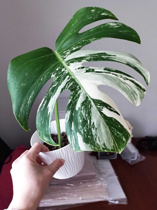 Monstera Variegata – sadzonki (duże liście).
