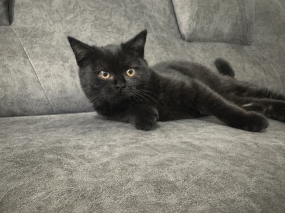 Продам котенят британці