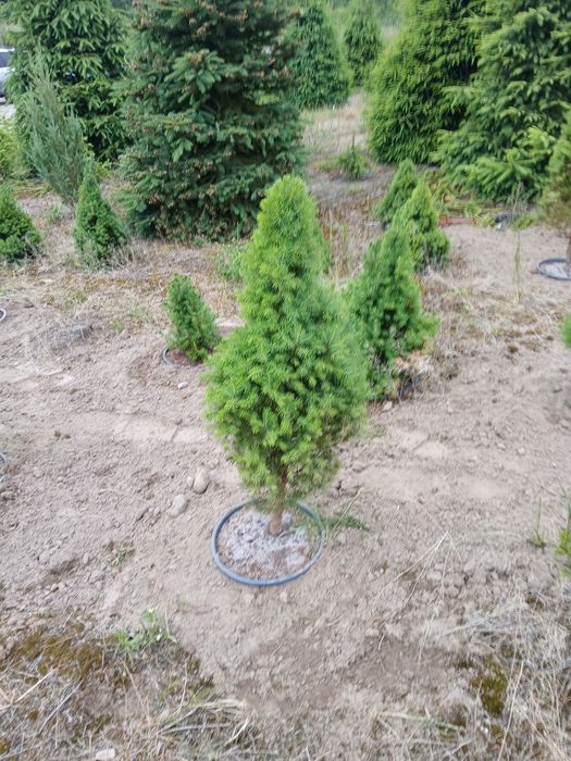 Świerk biały conica donica 40-60cm