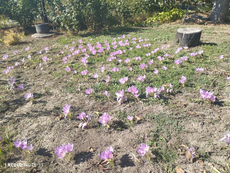 Труба нержавійки харчова