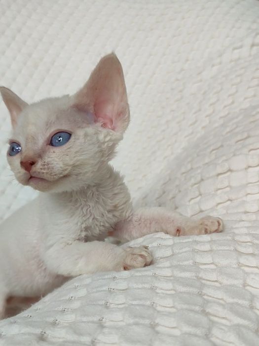 Раннє бронювання кошенят drx