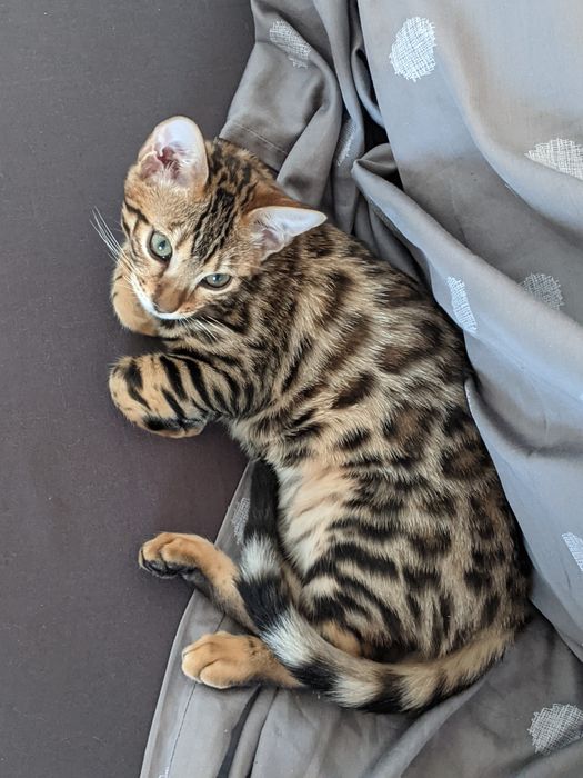 Бенгальска дівчинка