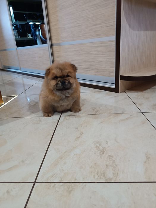 Szczeniak Chow chow (Piesek)