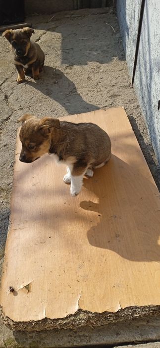 Собачка малої породи