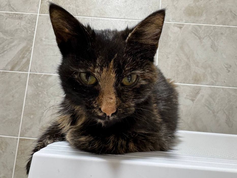 Віддамо кицю в добрі руки