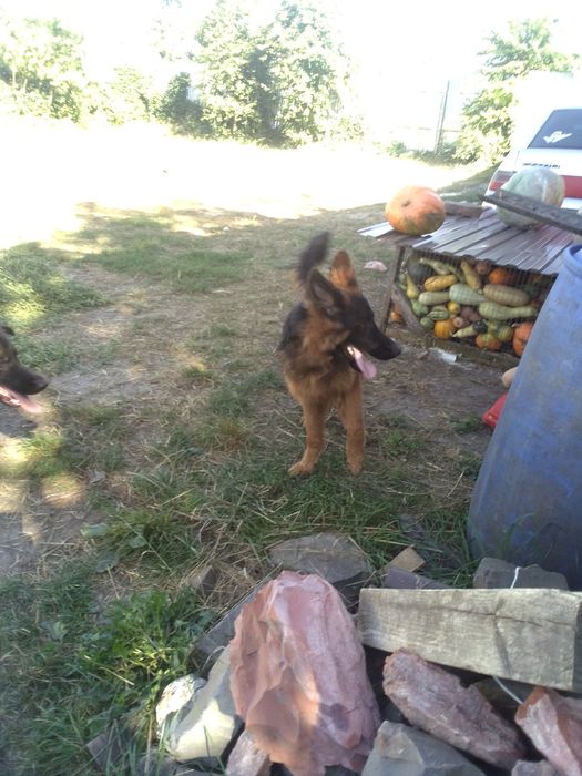 Німецька вівчарка