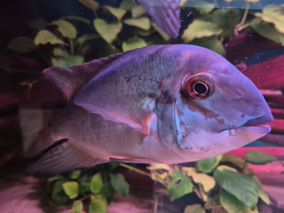 Hoplarchus psittacus para >25cm