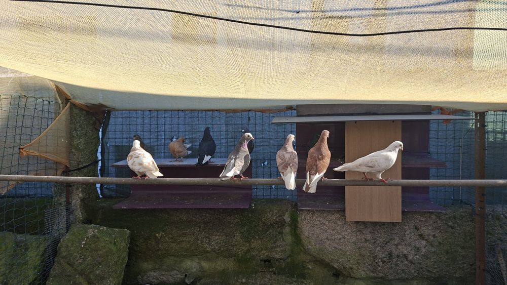 Pombos varias cores  vendo ou troco