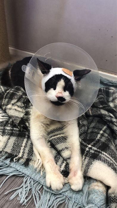 Yinyang - Gato procura familia de acolhimento