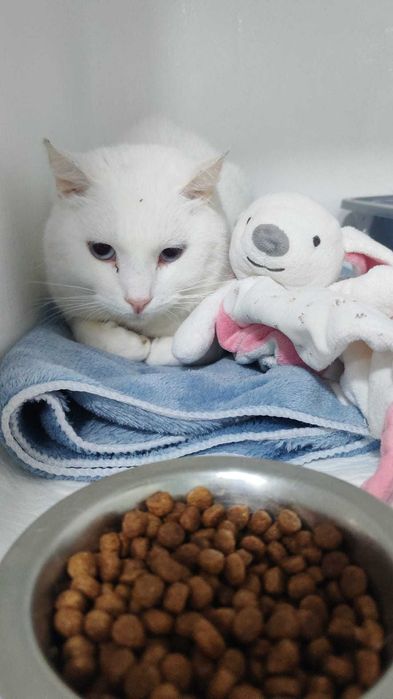 Gato para adoção responsável.